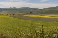 castelluccio 0 june 2013